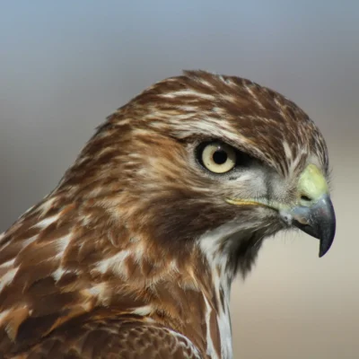 Red-Tailed Hawk