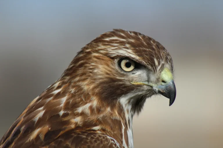 Red-Tailed Hawk